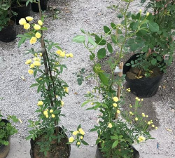 黄木香和白木香的区别，黄木香好养吗