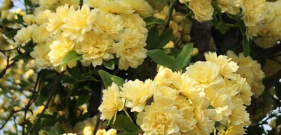 黄木香耐寒吗，黄木香冬季越冬温度