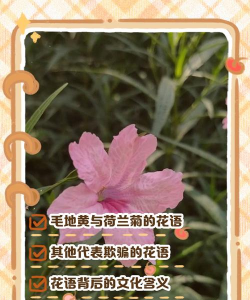 小众送妈妈的花有哪些花