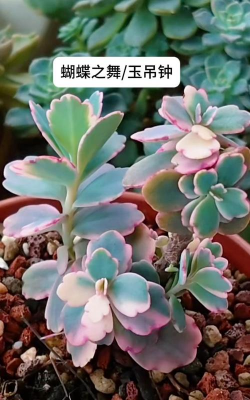 小众送妈妈的花有哪些花