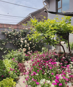 想要一个家，房前屋后种满花！