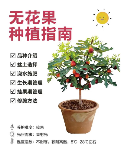 无花果怎么种植