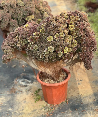 小众送妈妈的花有哪些花