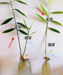 小众送妈妈的花有哪些花