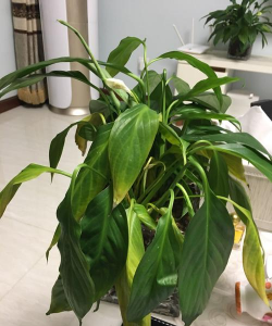 小众送妈妈的花有哪些花