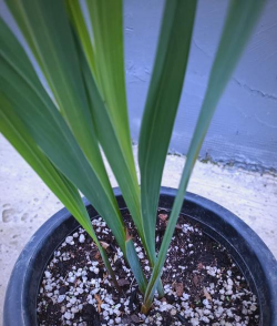 唐菖蒲和菖蒲区别