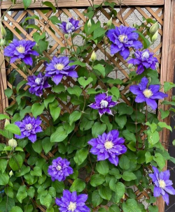 小众送妈妈的花有哪些花