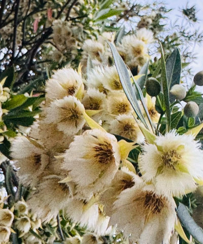 小众送妈妈的花有哪些花