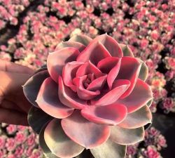 小众送妈妈的花有哪些花