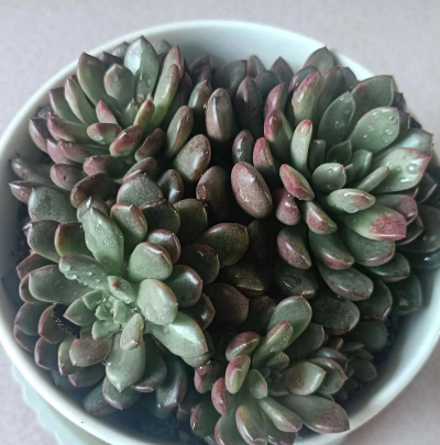 小众送妈妈的花有哪些花