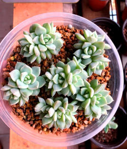 小众送妈妈的花有哪些花