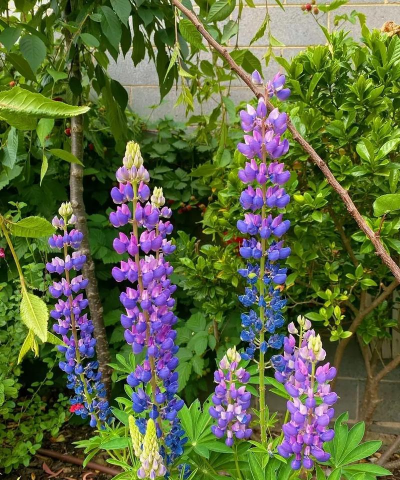 鲁冰花是什么花 鲁冰花是什么花