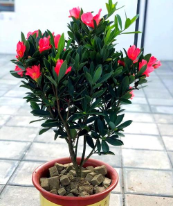 小众送妈妈的花有哪些花