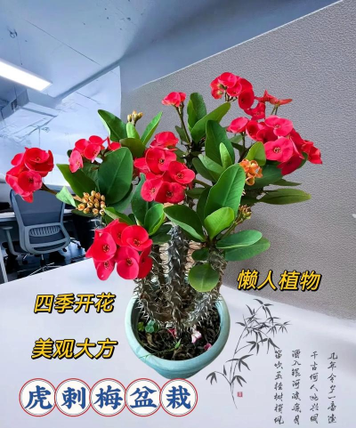 小众送妈妈的花有哪些花