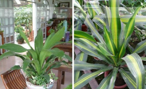 小众送妈妈的花有哪些花