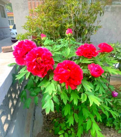 小众送妈妈的花有哪些花