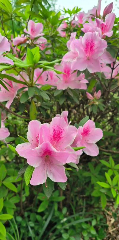 小众送妈妈的花有哪些花