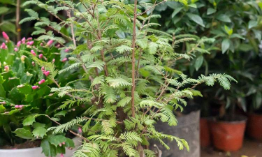 什么树不怕水淹