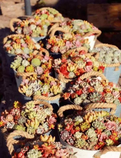 小众送妈妈的花有哪些花