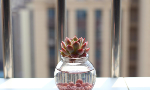 小众送妈妈的花有哪些花