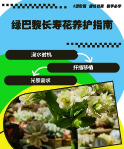 长寿花绿巴黎养殖窍门 长寿花绿巴黎养殖窍门