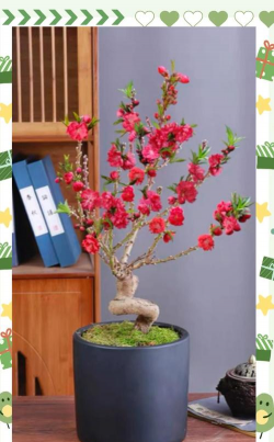 小众送妈妈的花有哪些花