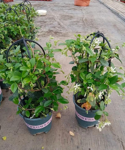 风车茉莉什么时候开花