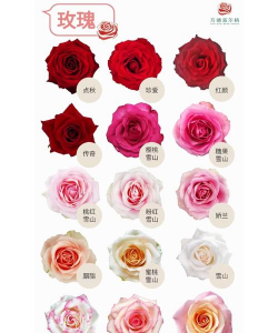 小众送妈妈的花有哪些花