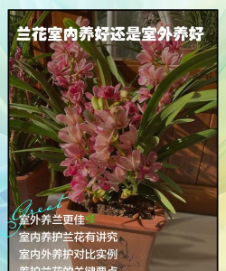 小众送妈妈的花有哪些花