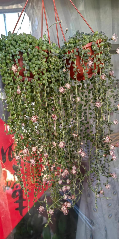 小众送妈妈的花有哪些花