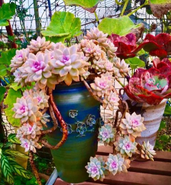 小众送妈妈的花有哪些花