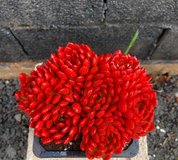 小众送妈妈的花有哪些花