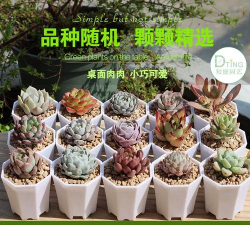 小众送妈妈的花有哪些花