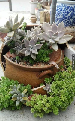 小众送妈妈的花有哪些花