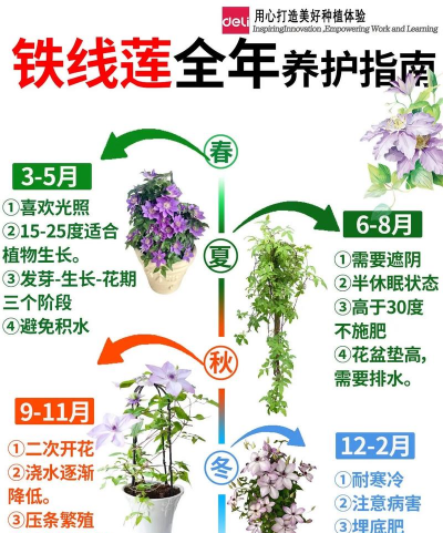 小众送妈妈的花有哪些花