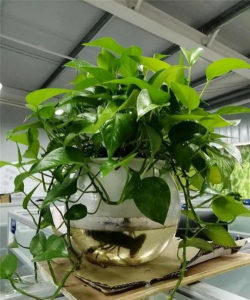 小众送妈妈的花有哪些花