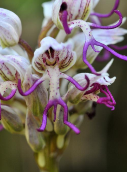 小众送妈妈的花有哪些花