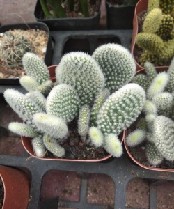 小众送妈妈的花有哪些花