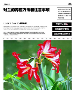 小众送妈妈的花有哪些花