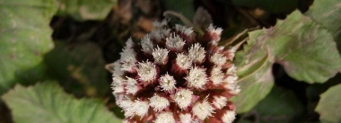 蜂斗菜的养殖方法