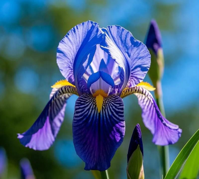 小众送妈妈的花有哪些花