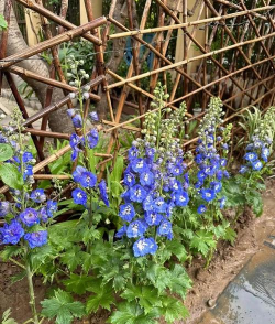 小众送妈妈的花有哪些花