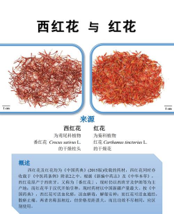 西红花和藏红花的区别