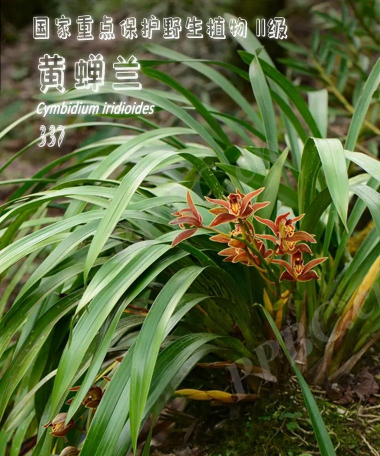 小众送妈妈的花有哪些花