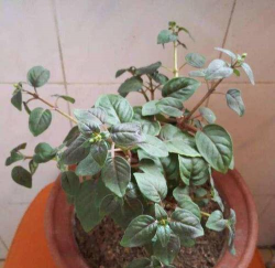 小众送妈妈的花有哪些花