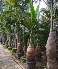 小众送妈妈的花有哪些花