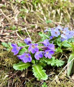 小众送妈妈的花有哪些花
