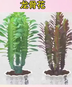 小众送妈妈的花有哪些花