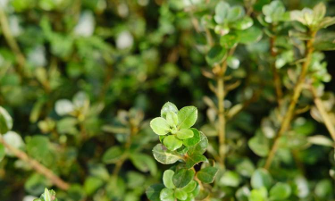 小众送妈妈的花有哪些花