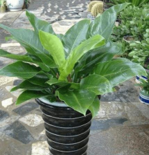 小众送妈妈的花有哪些花